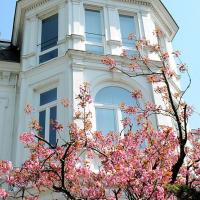 2400_8186 historische weisse Villa - japanische Zierkirsche im Vorgarten. | 